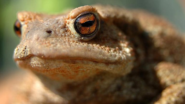 Kurbağa Kış Uykusuna Yatar mı? Kurbağa Kış Uykusuna Ne Zaman Yatar? Kurbağa Kış Uykusuna Yatar mı? Kurbağalar Kış Uykusuna Ne Zaman Yatar?