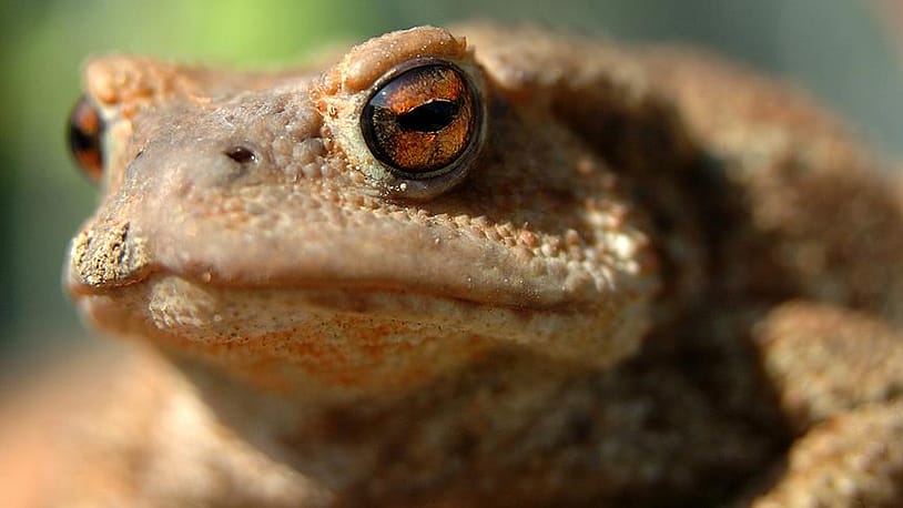 Kurbağa Kış Uykusuna Yatar mı? Kurbağa Kış Uykusuna Ne Zaman Yatar? Kurbağa Kış Uykusuna Yatar mı? Kurbağalar Kış Uykusuna Ne Zaman Yatar?