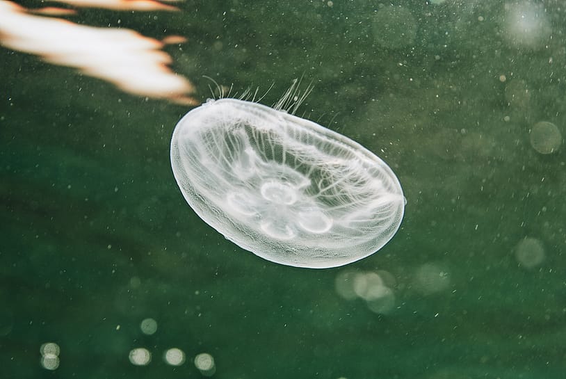 Beyaz Deniz Anası Zehirli mi? Beyaz Deniz Anası Zararlı mı, Bir Şey Yapar mı? beyaz deniz anasi